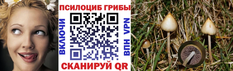 Псилоцибиновые грибы Psilocybine cubensis  магазин продажи наркотиков  Болохово 